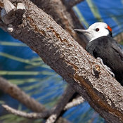 White-headed Woodpecker